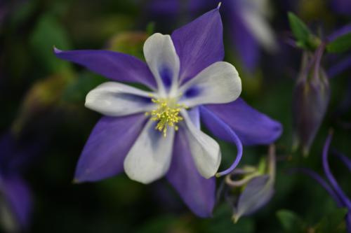 Blue-Columbine